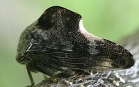Telamona reclivata