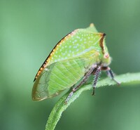 Stictocephala nr. stimulea