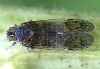Amiarus humilis