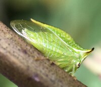 Stictocephala terminalis