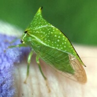 Stictocephala terminalis