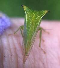 Stictocephala terminalis