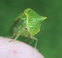 Stictocephala terminalis