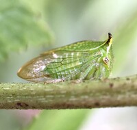 Stictocephala terminalis