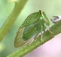 Stictocephala terminalis