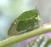 Stictocephala terminalis