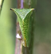 Stictocephala terminalis