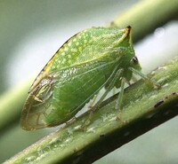 Stictocephala terminalis