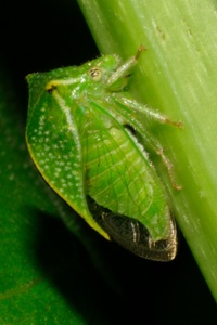 Stictocephala terminalis