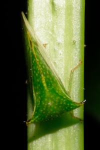 Stictocephala terminalis