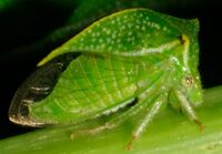 Stictocephala terminalis