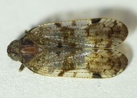 Cilidius quinquelineatus