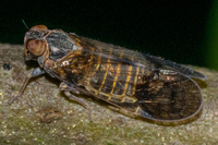 Amiarus humilis