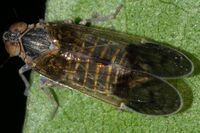 Amiarus humilis