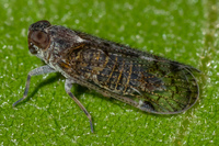 Cilidius quinquelineatus