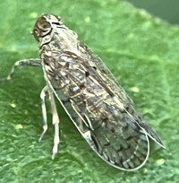 Xenoliarus placitus