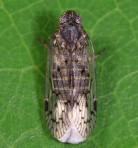 Oliaridus aridus