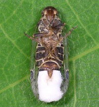 Oliaridus aridus