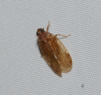 Xenoliarus placitus