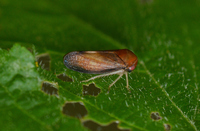 Oncopsis truncatus