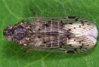 Oliaridus aridus