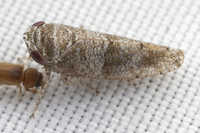 Pendarus unidentified species