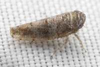 Pendarus unidentified species