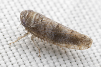 Pendarus unidentified species