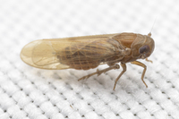 Epeurysa nawaii