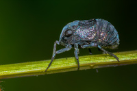 Bruchomorpha tristis