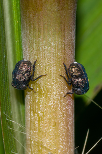 Bruchomorpha tristis