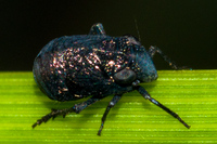 Bruchomorpha tristis