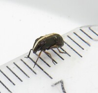 Bruchomorpha dorsata