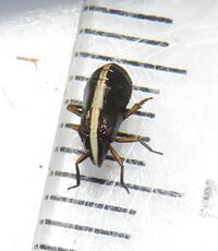 Bruchomorpha dorsata