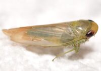 Chlorotettix leersius n. sp.