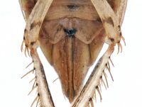 Streptanus aemulans