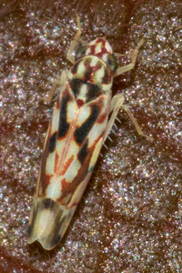 Erythroneura palimpsesta