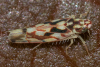 Erythroneura palimpsesta