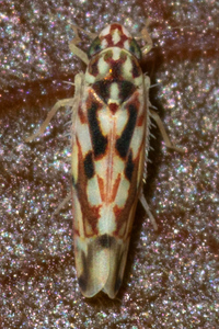 Erythroneura palimpsesta