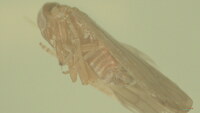Omolicna joi