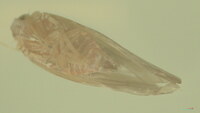 Omolicna joi