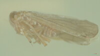 Omolicna joi