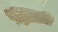 Omolicna joi