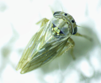 Aceratagallia agricola