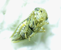 Aceratagallia agricola