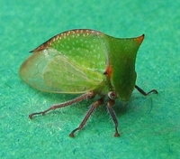 Stictocephala nr. stimulea