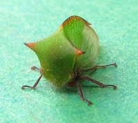 Stictocephala nr. stimulea