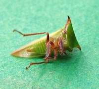 Stictocephala nr. stimulea