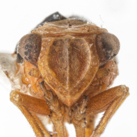 Aphelonema decoratum