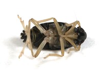 Flavoclypeus nitens